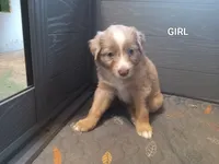 Girl 2, a female Australian Shepherd for sale in Cannon Falls, MN – 1 of 1