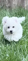 Blanco snow, a male Bichon Frise for sale in Royse City, TX – Photo 1 of 4