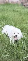 Blanco snow, a male Bichon Frise for sale in Royse City, TX – Photo 2 of 4
