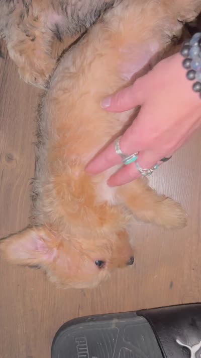 Biscuit, a male Shorkie for sale in Chicago Heights, IL – 9 of 10