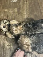 Chino, a male Shorkie for sale in Chicago Heights, IL – 9 of 10
