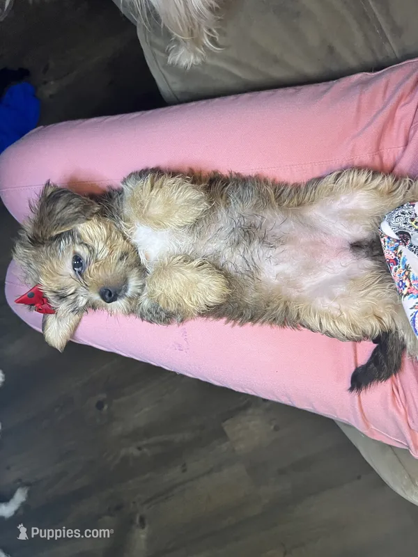 Bella – Shorkie puppy for sale in Chicago Heights, IL