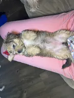 Bella, a female Shorkie for sale in Chicago Heights, IL – 1 of 10