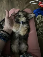 Shrimp, a male Shorkie for sale in Chicago Heights, IL – 6 of 8