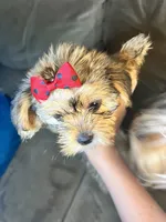 Bella, a female Shorkie for sale in Chicago Heights, IL – 4 of 10