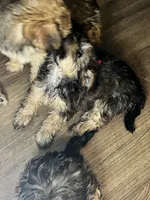Coco, a female Shorkie for sale in Chicago Heights, IL – 6 of 10