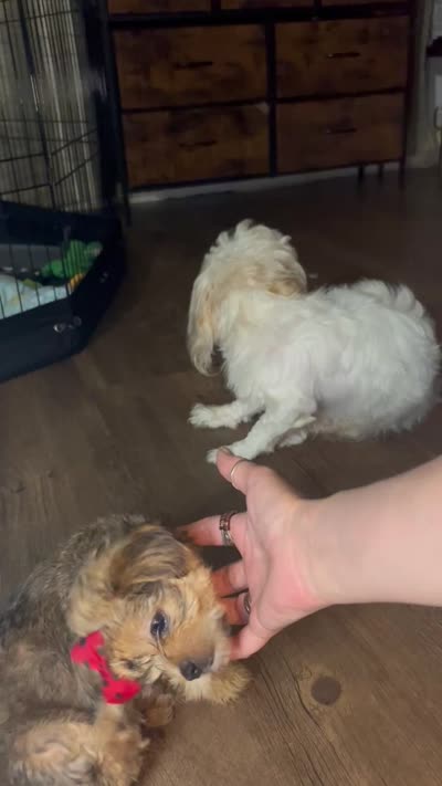 Bella, a female Shorkie for sale in Chicago Heights, IL – 10 of 10