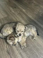 Chino, a male Shorkie for sale in Chicago Heights, IL – 4 of 10