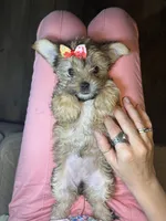 Cupcake, a female Shorkie for sale in Chicago Heights, IL – 6 of 9