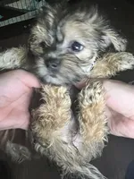 Shrimp, a male Shorkie for sale in Chicago Heights, IL – 5 of 8