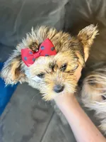 Bella, a female Shorkie for sale in Chicago Heights, IL – 7 of 10