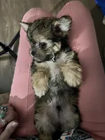 Shrimp, a male Shorkie for sale in Chicago Heights, IL – 7 of 8