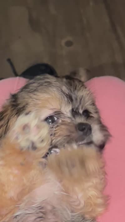 Shrimp, a male Shorkie for sale in Chicago Heights, IL – 8 of 8