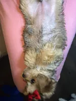 Bella, a female Shorkie for sale in Chicago Heights, IL – 6 of 10