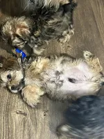 Chino, a male Shorkie for sale in Chicago Heights, IL – 8 of 10