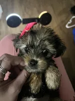 Coco, a female Shorkie for sale in Chicago Heights, IL – 4 of 10