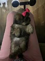 Coco, a female Shorkie for sale in Chicago Heights, IL – 7 of 10