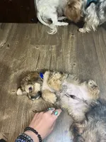 Chino, a male Shorkie for sale in Chicago Heights, IL – 6 of 10