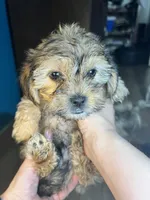 Chino, a male Shorkie for sale in Chicago Heights, IL – 7 of 10