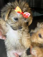 Cupcake, a female Shorkie for sale in Chicago Heights, IL – 8 of 9