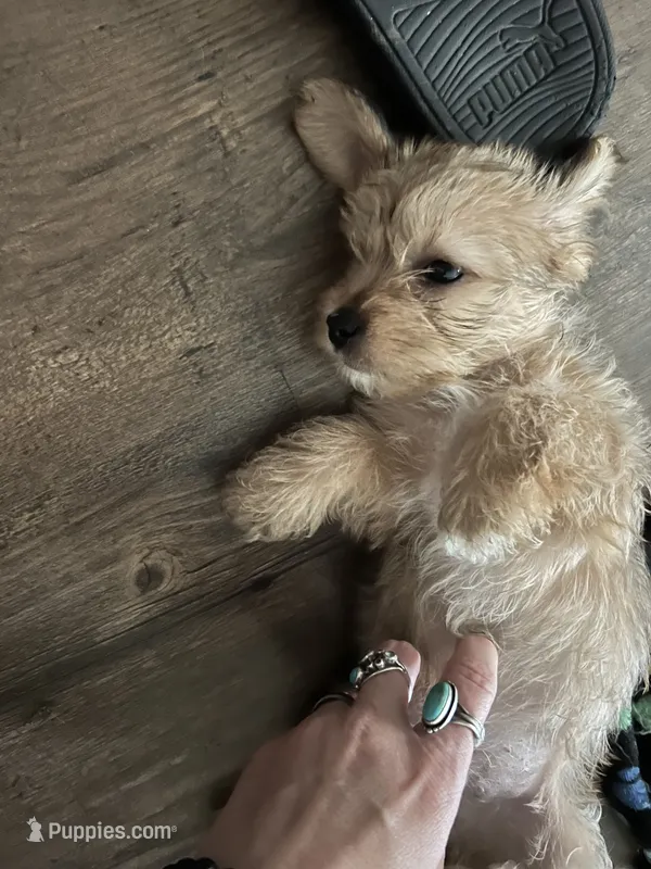 Biscuit – Shorkie puppy for sale in Chicago Heights, IL