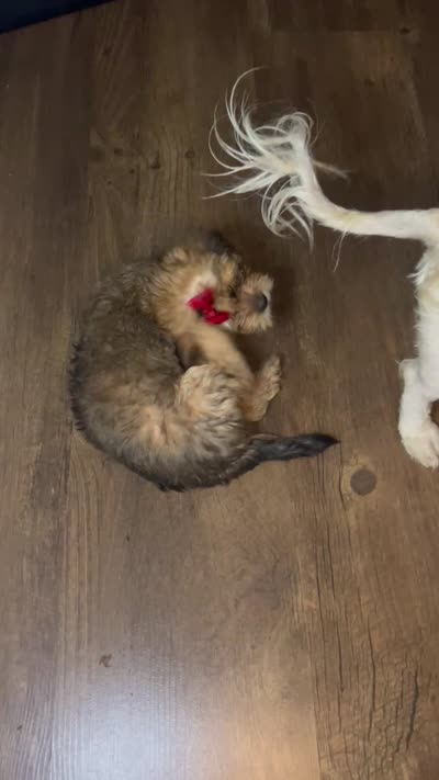 Bella, a female Shorkie for sale in Chicago Heights, IL – 9 of 10