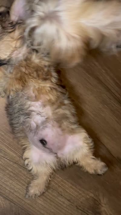Biscuit, a male Shorkie for sale in Chicago Heights, IL – 6 of 10