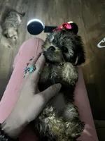Coco, a female Shorkie for sale in Chicago Heights, IL – 3 of 10