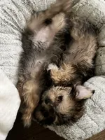 Coco, a female Shorkie for sale in Chicago Heights, IL – 10 of 11
