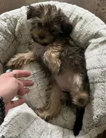 Coco, a female Shorkie for sale in Chicago Heights, IL – 11 of 11