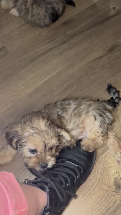 Biscuit, a male Shorkie for sale in Chicago Heights, IL – 10 of 10
