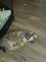 Chino, a male Shorkie for sale in Chicago Heights, IL – 3 of 10