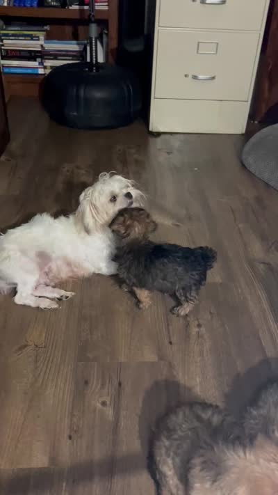 Coco, a female Shorkie for sale in Chicago Heights, IL – 10 of 10