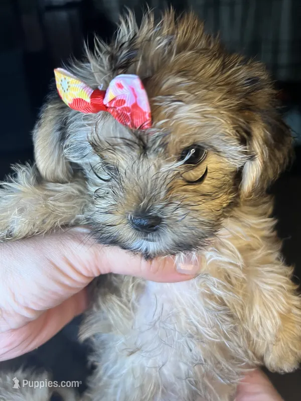 Cupcake – Shorkie puppy for sale in Chicago Heights, IL