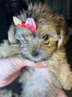 Cupcake, a female Shorkie for sale in Chicago Heights, IL – 1 of 9