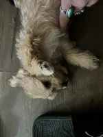 Biscuit, a male Shorkie for sale in Chicago Heights, IL – 3 of 10