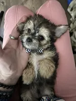 Shrimp, a male Shorkie for sale in Chicago Heights, IL – 4 of 8