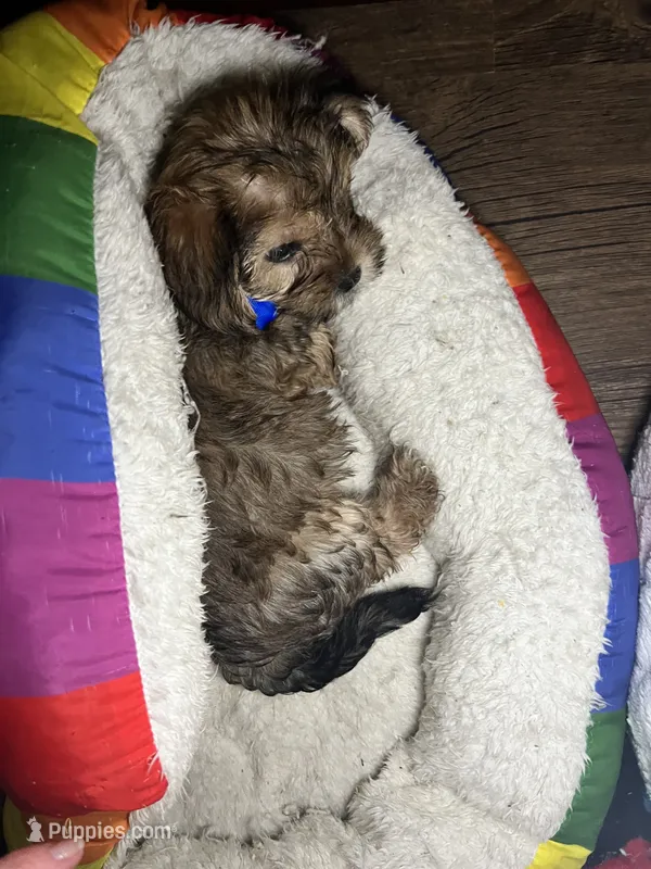 Chino – Shorkie puppy for sale in Chicago Heights, IL