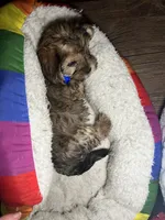 Chino, a male Shorkie for sale in Chicago Heights, IL – 1 of 10