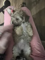 Cupcake, a female Shorkie for sale in Chicago Heights, IL – 7 of 9