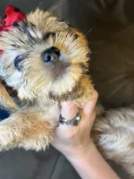 Bella, a female Shorkie for sale in Chicago Heights, IL – 8 of 10