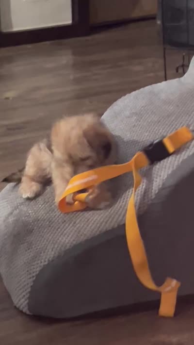 Biscuit, a male Shorkie for sale in Chicago Heights, IL – 8 of 10