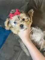 Bella, a female Shorkie for sale in Chicago Heights, IL – 2 of 10