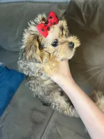 Bella, a female Shorkie for sale in Chicago Heights, IL – 3 of 10
