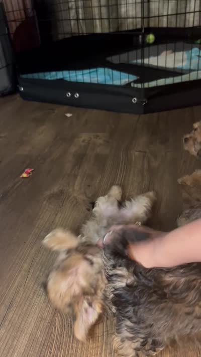 Cupcake, a female Shorkie for sale in Chicago Heights, IL – 9 of 9