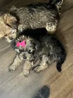 Coco, a female Shorkie for sale in Chicago Heights, IL – 2 of 10