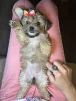 Cupcake, a female Shorkie for sale in Chicago Heights, IL – 5 of 9