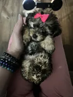 Coco, a female Shorkie for sale in Chicago Heights, IL – 8 of 10