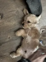 Biscuit, a male Shorkie for sale in Chicago Heights, IL – 7 of 10