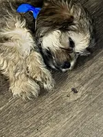 Chino, a male Shorkie for sale in Chicago Heights, IL – 5 of 10
